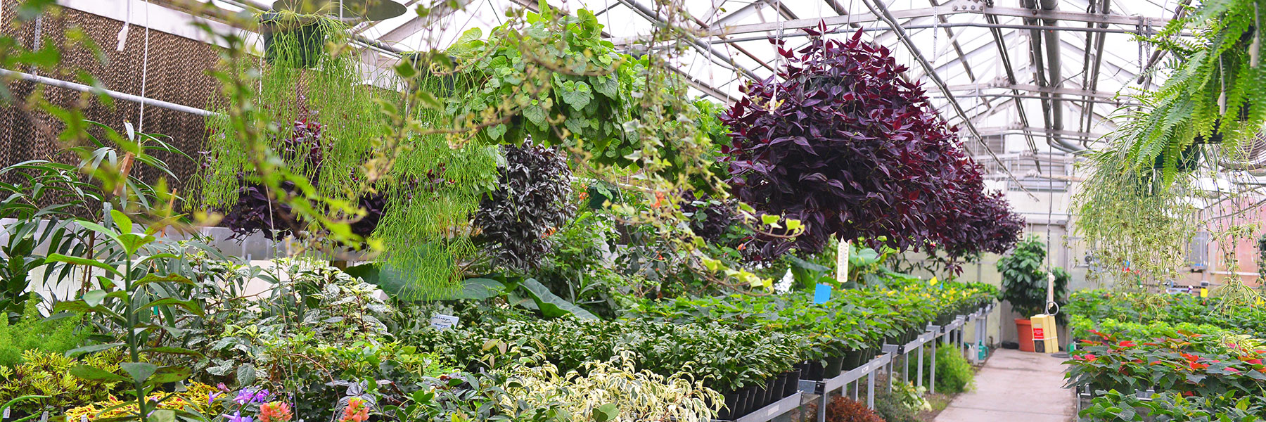 Rows of plants from the SCC Greenhouse
